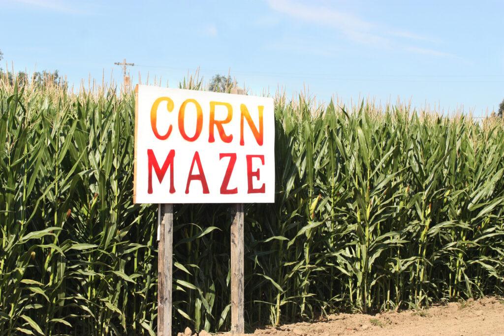 404 Corn Maze Not Found